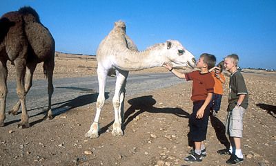 Djoser Junior Egypte 10 Dagen te Rondreis