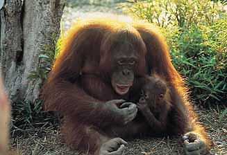 Djoser Junior Maleisie: Borneo: 21 dagen
