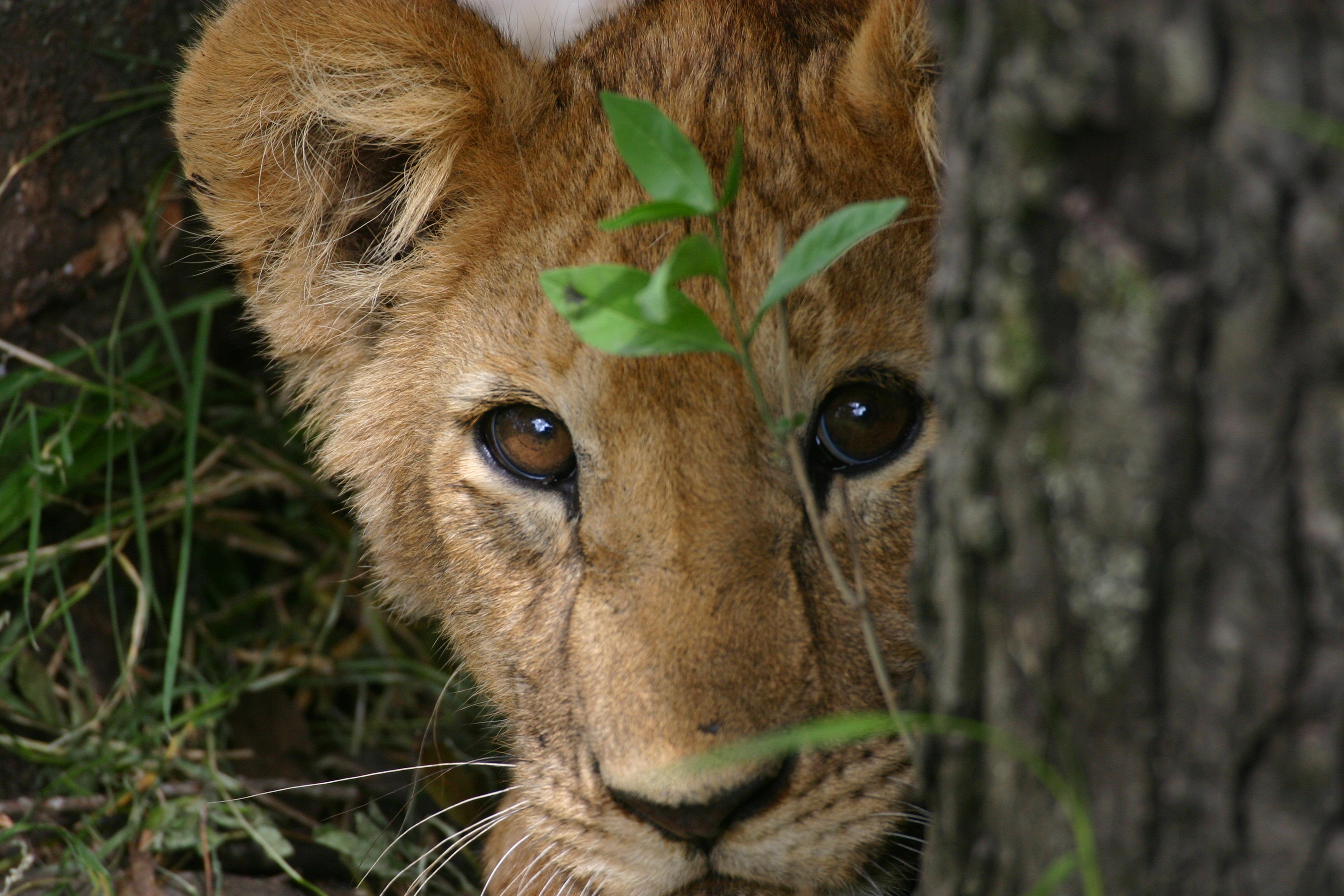 Djoser Junior Kenia 15 Dagen te Rondreis