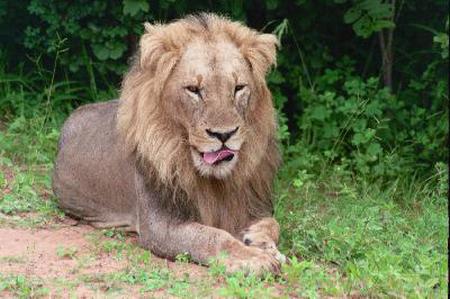 Djoser Junior Namibi�, Botswana
